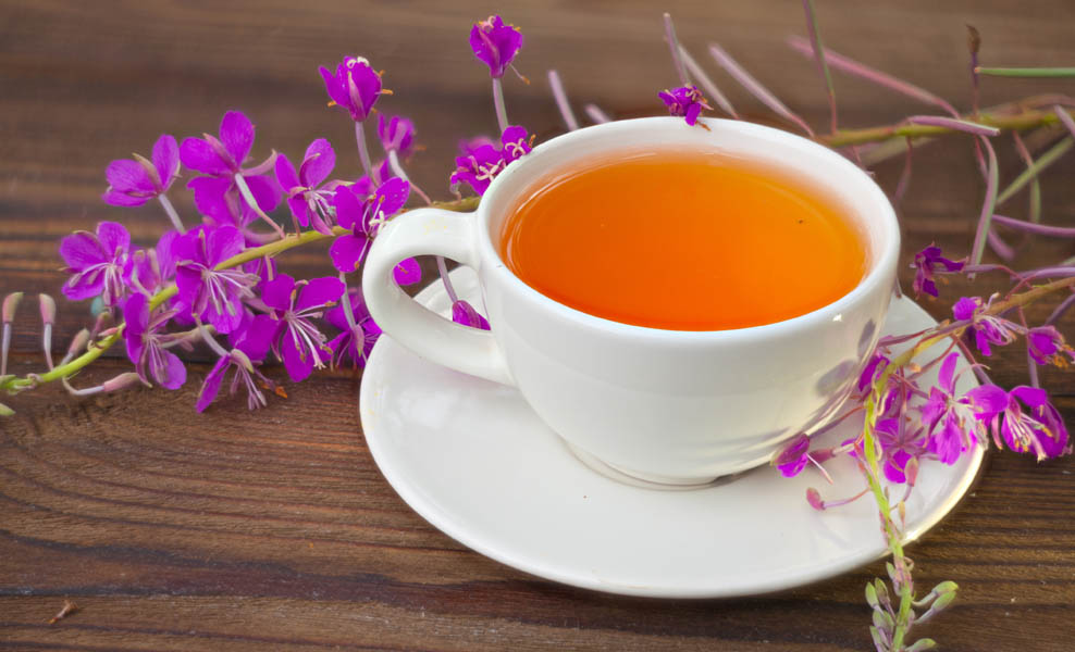 Иван-чай: польза и вред для организма