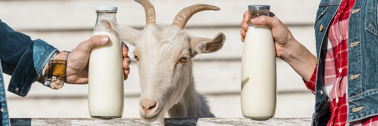 Козье молоко: польза и вред для человека