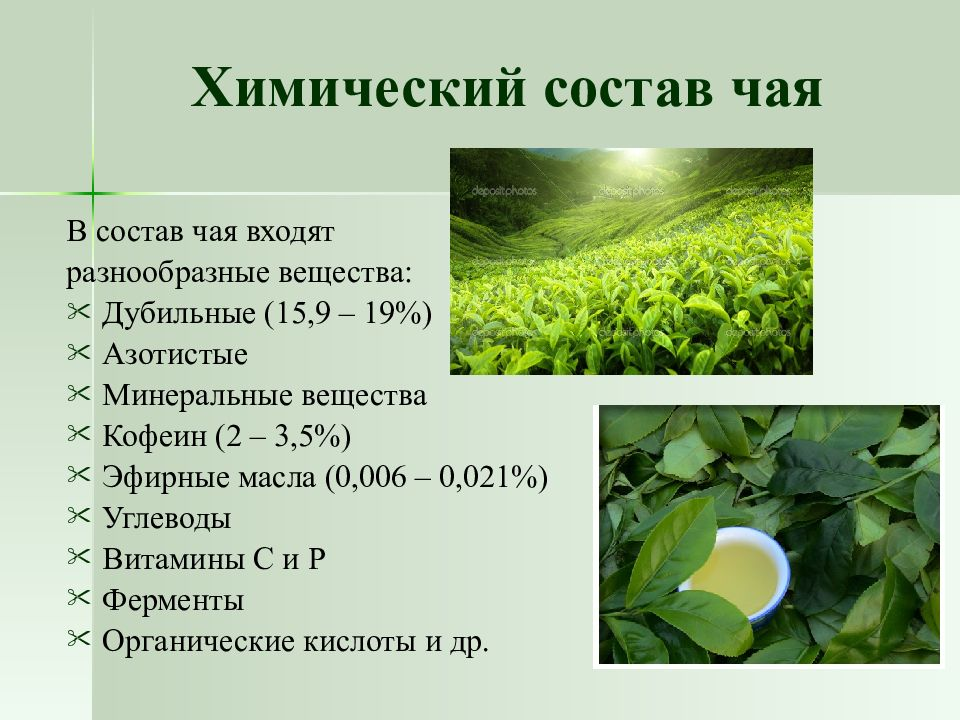 Зеленый чай: польза и вред для организма
