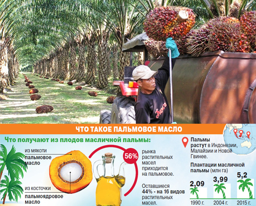 Пальмовое масло: польза и вред для организма