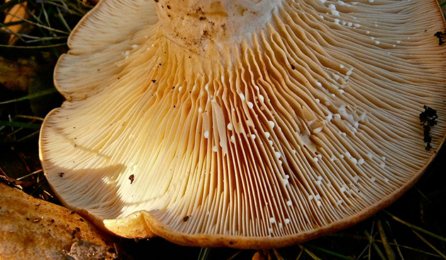 Ризотто с белыми грибами