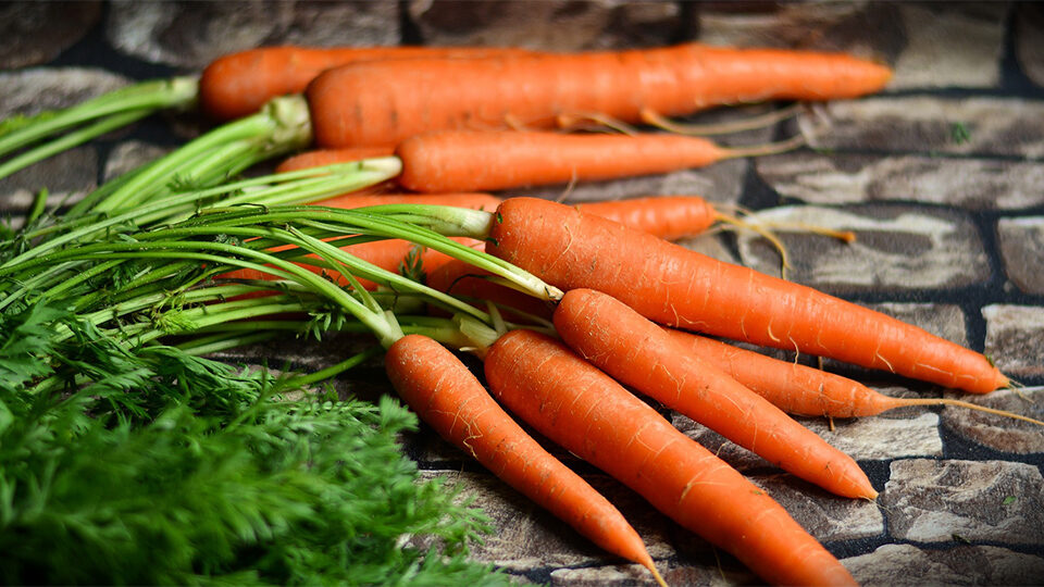 Морковь: польза и вред для здоровья